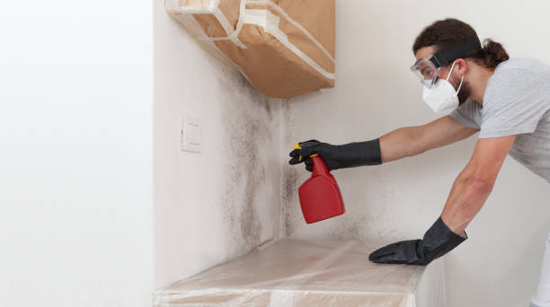 Professional Attic Mold Remediation technician working in Spring Lake, NJ